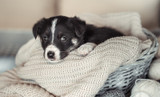 Our 21 Favorite Unique Puppy Names for Boys & Their Meanings