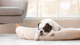 Natural Remedies for a Dog with Bronchitis Natural Remedies for a Dog with Bronchitis