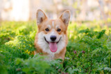 7 Fun Summer Activities for You and Your Dog 7 Fun Summer Activities for You and Your Dog