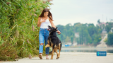 How Diet Influences Dog Behavior, Mood, and Training Success