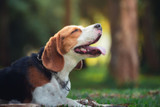 Does Your Dog Stay Away from the Water Bowl? 4 Tips on How to Hydrate Your Dog Does Your Dog Stay Away from the Water Bowl? 4 Tips on How to Hydrate Your Dog