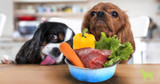 Volhard Dog Nutrition 101: Determining Which Food Is Best For Your Dog (Part I)