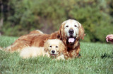 Improve the Function of Your Dog's Gallbladder with a Raw Diet Improve the Function of Your Dog's Gallbladder with a Raw Diet