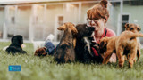 5 Ways to Support Shelter Dogs