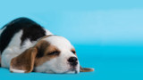 Does Dog Snoring Translate Into Health Issues?