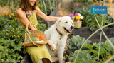 Spring Superfoods for Your Dog: Seasonal Fruits and Vegetables to Boost Their Health
