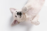 Anal Glands FAQ: Everything Canine Parents Should Know About Anal Glands Anal Glands FAQ: Everything Canine Parents Should Know About Anal Glands