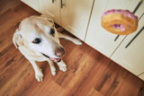 How Much Sugar Can Hurt a Dog? How Much Sugar Can Hurt a Dog?