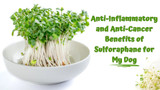 Anti-Inflammatory and Anti-Cancer Benefits of Sulforaphane for My Dog!