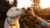 Winter Diet Tips: 14 Supplements to Boost Your Dog's Immune System
