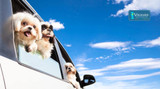Traveling With Your Dog: Nutrition and Wellness Tips for Road Trips and Vacations