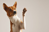 My Dog's Paws Hurt: What Should I Do?