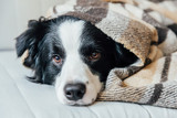 What Are the Most Common Household Dangers for Your Dog? What Are the Most Common Household Dangers for Your Dog?