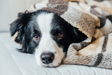 The 11 Most Common Household Dangers for Your Dog