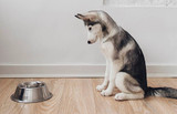 How Can I Increase My Dog's Appetite? How Can I Increase My Dog's Appetite?