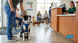 Dog Injury Recovery: How Integrative Care Can Support Healing and Mobility