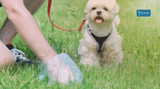 What to Feed a Constipated Dog for Better Digestive Health