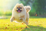 Part II: How Important Vitamin B12 is for Your Dog's Diet Part II: How Important Vitamin B12 is for Your Dog's Diet