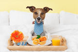 Vitamin C for a Happy and Healthy Dog Vitamin C for a Happy and Healthy Dog