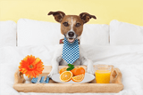 Vitamin C for a Happy and Healthy Dog