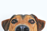 How a Raw Food Diet Can Improve Your Dog's Arthritis How a Raw Food Diet Can Improve Your Dog's Arthritis
