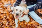 What are the Best Foods for Natural Dog Teeth Cleaning?