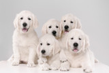 How to Wean Your Puppy with the Volhard Weaning Diet! How to Wean Your Puppy with the Volhard Weaning Diet!