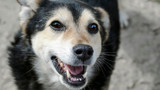 Can Dogs Eat Without Teeth? Can Dogs Eat Without Teeth?