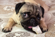 Feeding Bone Marrow To Your Dog - Is It Safe?