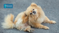 Itchy and Sneezy: Decoding Your Dog's Spring Allergy Symptoms and Healing Solutions