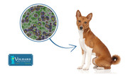 Probiotics, Prebiotics, and Postbiotics for Dogs: What They Are and Why They Matter for Gut Health