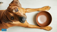 Elevating Dog Kibble: How to Enhance Your Dog's Diet with Volhard!