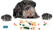 Understanding Antibiotic Resistance in Dogs: Causes, Consequences, and Care