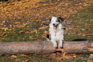 are australian shepherds playful