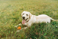 Easy DIY Frozen Summer Treats for Your Dog