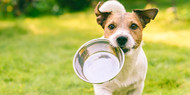 Meat Broth Versus Bone Broth: An Alternative For Canines With This Surprising Cause Of Inflammation