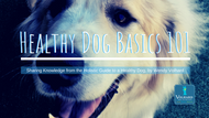 Does My Dog Need Fats? | Healthy Dog Basics 101