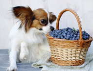 What are the Benefits of Blueberries for Dogs?