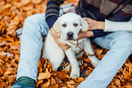 Is Cinnamon Good for Dogs?