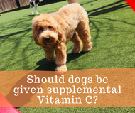 Should dogs be given supplemental Vitamin C?