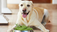 Are Beans for Dogs a Tasty, Nutrient-Rich Treat?