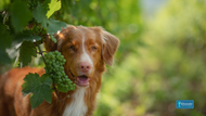 Grapes for Dogs: Unraveling the Truth about This Forbidden Fruit