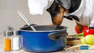 The Dos and Don'ts of Sodium: Can Dogs Have Salt without Harm?