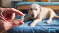 Can I Give My Dog Tylenol for Pain Relief?