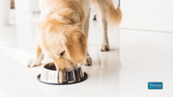 Surf's Up: Can Dogs Have Seafood Safely in Their Diet?