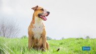 A Joint Effort: Exploring the 5 Benefits of Glucosamine for Dogs