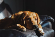 9 Signs Your Dog is Depressed