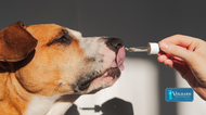 The Supplement Trap: When Your Dog Actually Needs Extra Nutrients (And When They Don't)