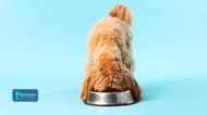 A Helpful Guide to the Best Dog Food for Small Dogs