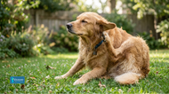 Natural Tick and Flea Prevention for Dogs
